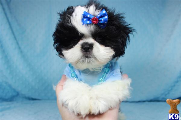 lvpuppyheaven Picture 1